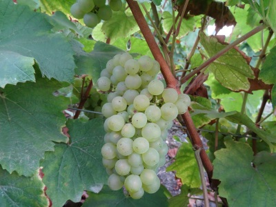 Chardonnay