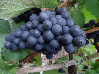 Pinot noir